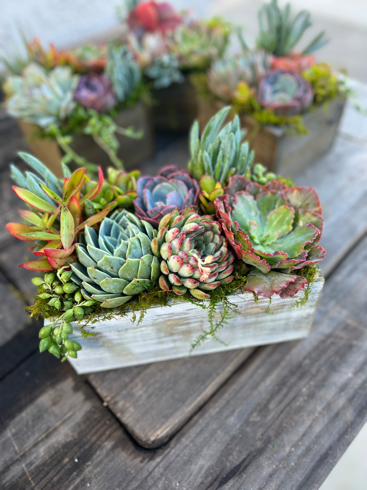 Succulent Gifts and Party Favors