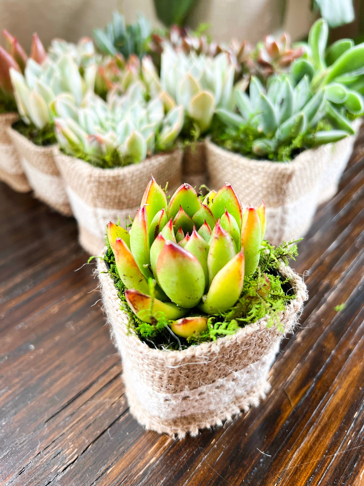 Succulent Wedding Favors with Plant Pun Love Tags, Plant Favors with Hand Sewn Burlap Wraps, Custom Wedding Tags, Succulent Theme