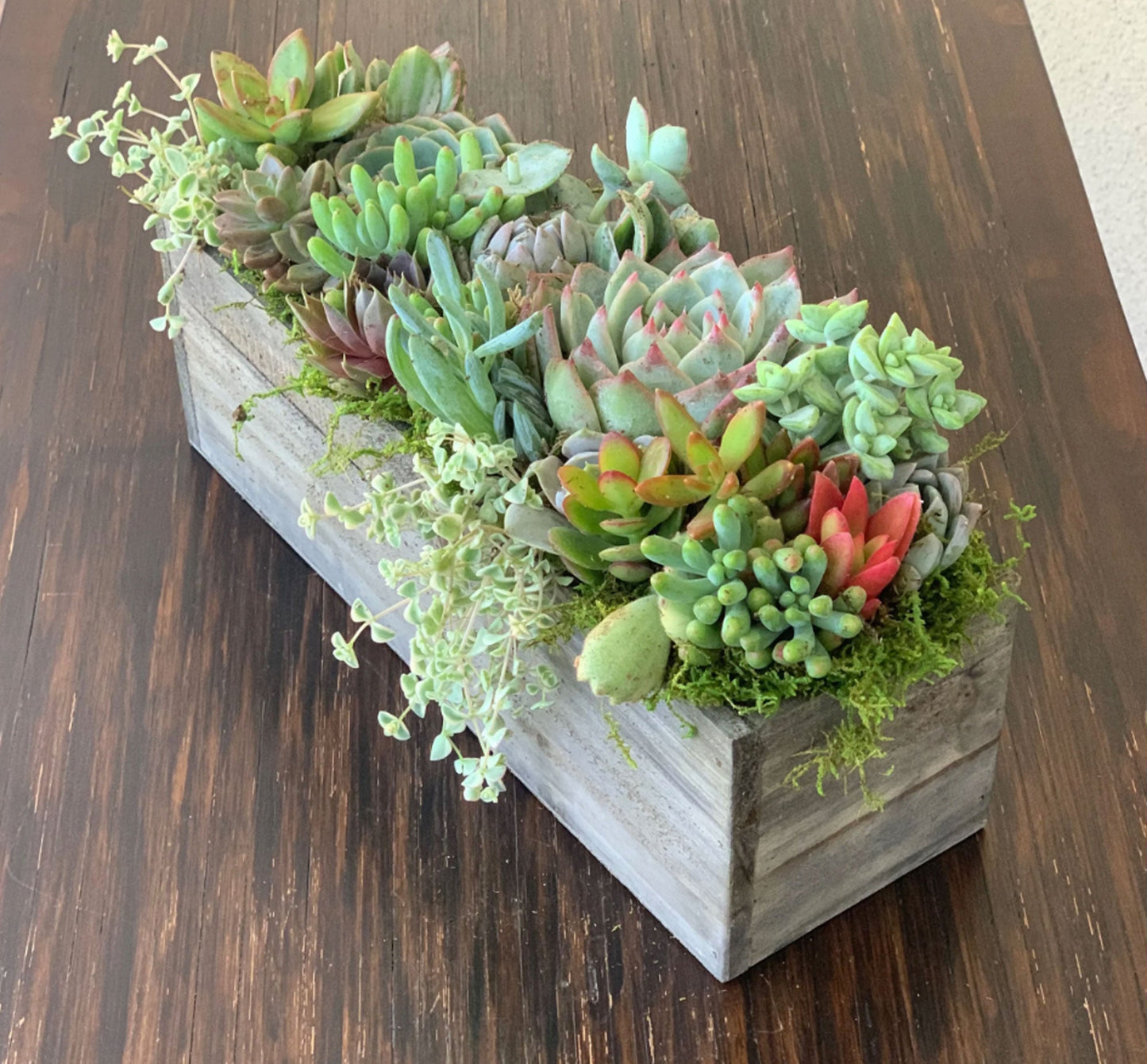 Gift Card Redeem - Large Succulent Arrangement 12x3