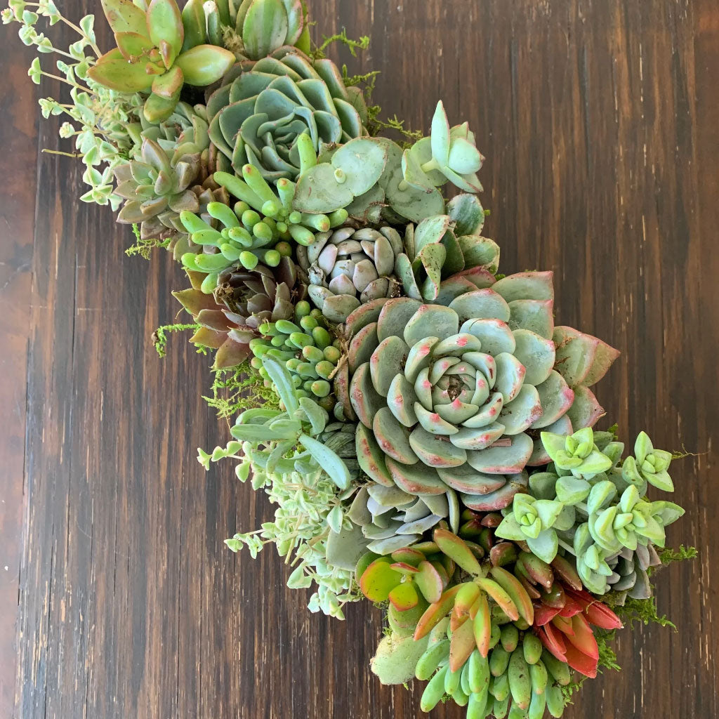 Stellar Christmas Succulent Arrangement, 12 inch Box of Holiday Succulents