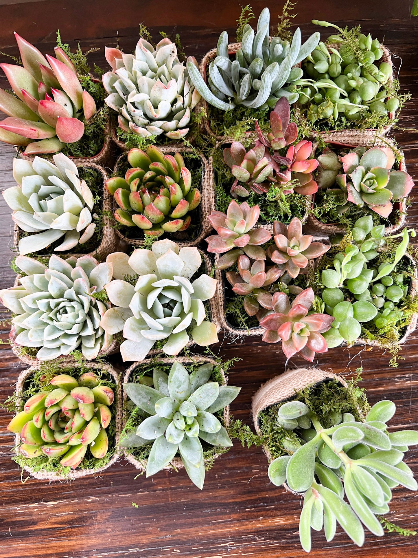 Succulent Wedding Favors with Plant Pun Love Tags, Plant Favors with Hand Sewn Burlap Wraps, Custom Wedding Tags, Succulent Theme