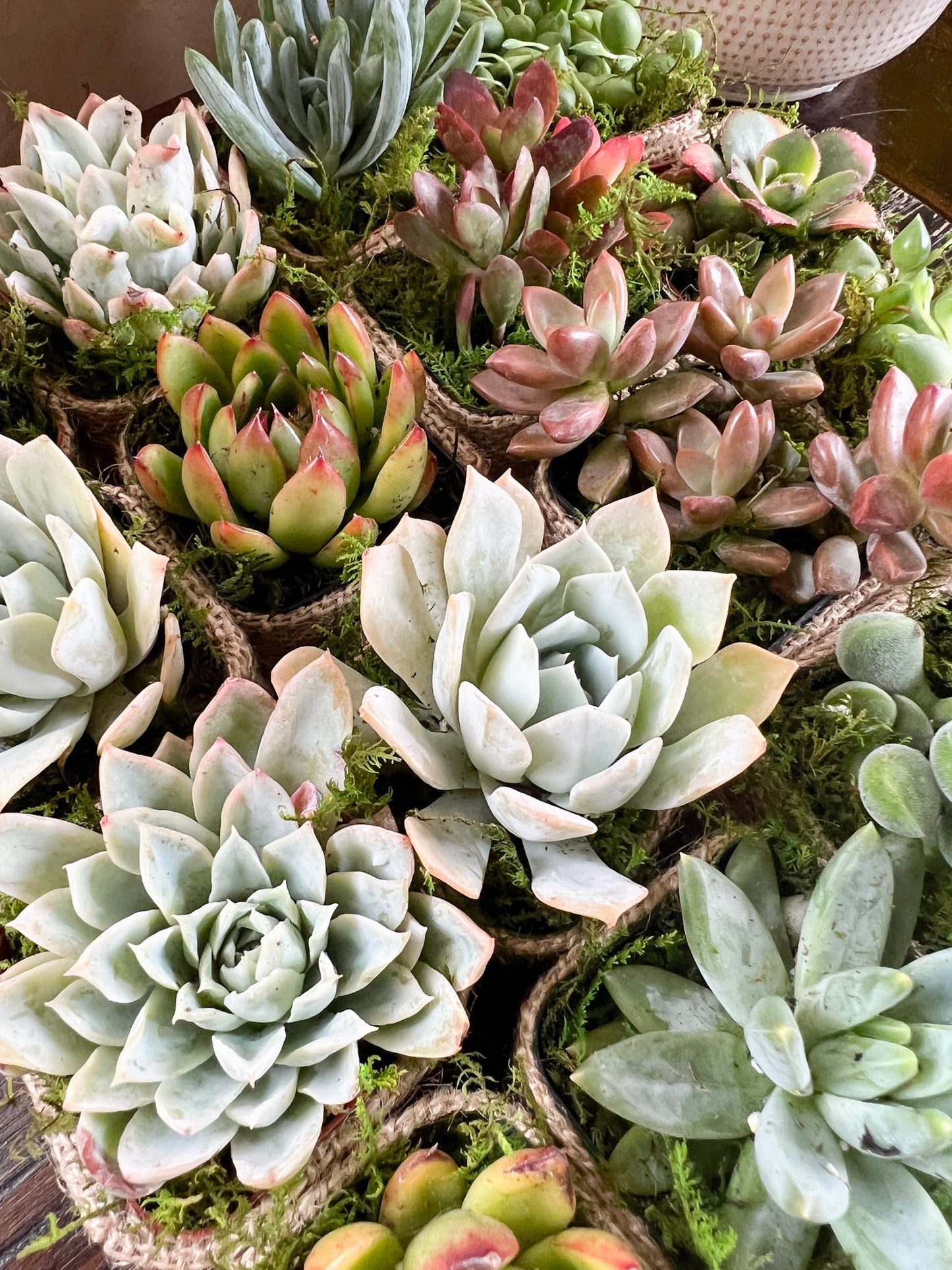 Succulent Wedding Favors with Plant Pun Love Tags, Plant Favors with Hand Sewn Burlap Wraps, Custom Wedding Tags, Succulent Theme