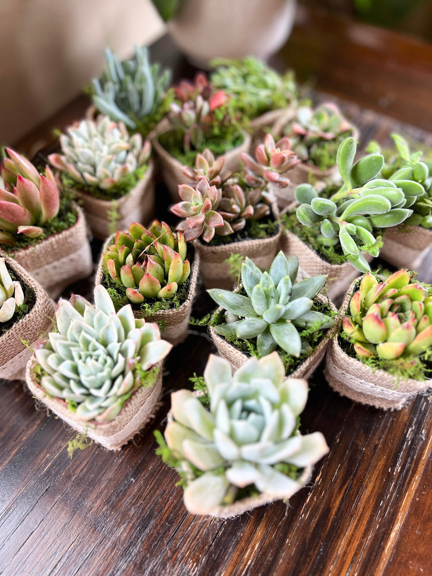 Succulent Wedding Favors with Plant Pun Love Tags, Plant Favors with Hand Sewn Burlap Wraps, Custom Wedding Tags, Succulent Theme