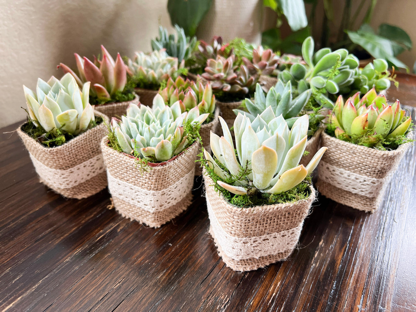 Succulent Baby Shower Favors, and Succulent Theme Stick Tags with Plant and Baby Puns