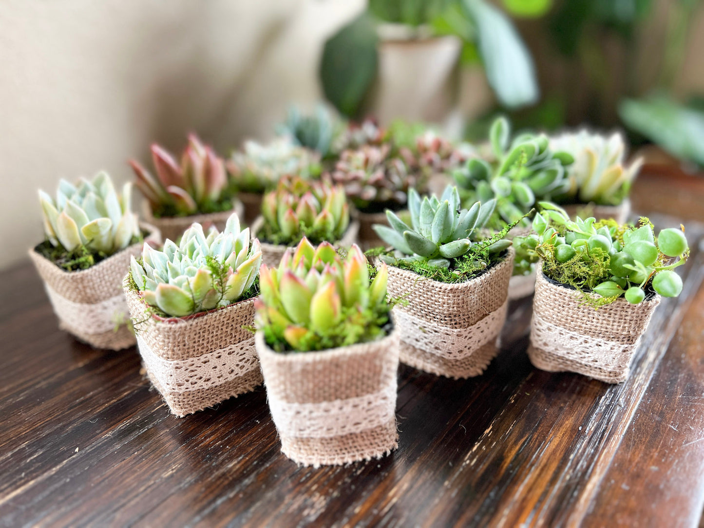 Succulent Wedding Favors with Plant Pun Love Tags, Plant Favors with Hand Sewn Burlap Wraps, Custom Wedding Tags, Succulent Theme