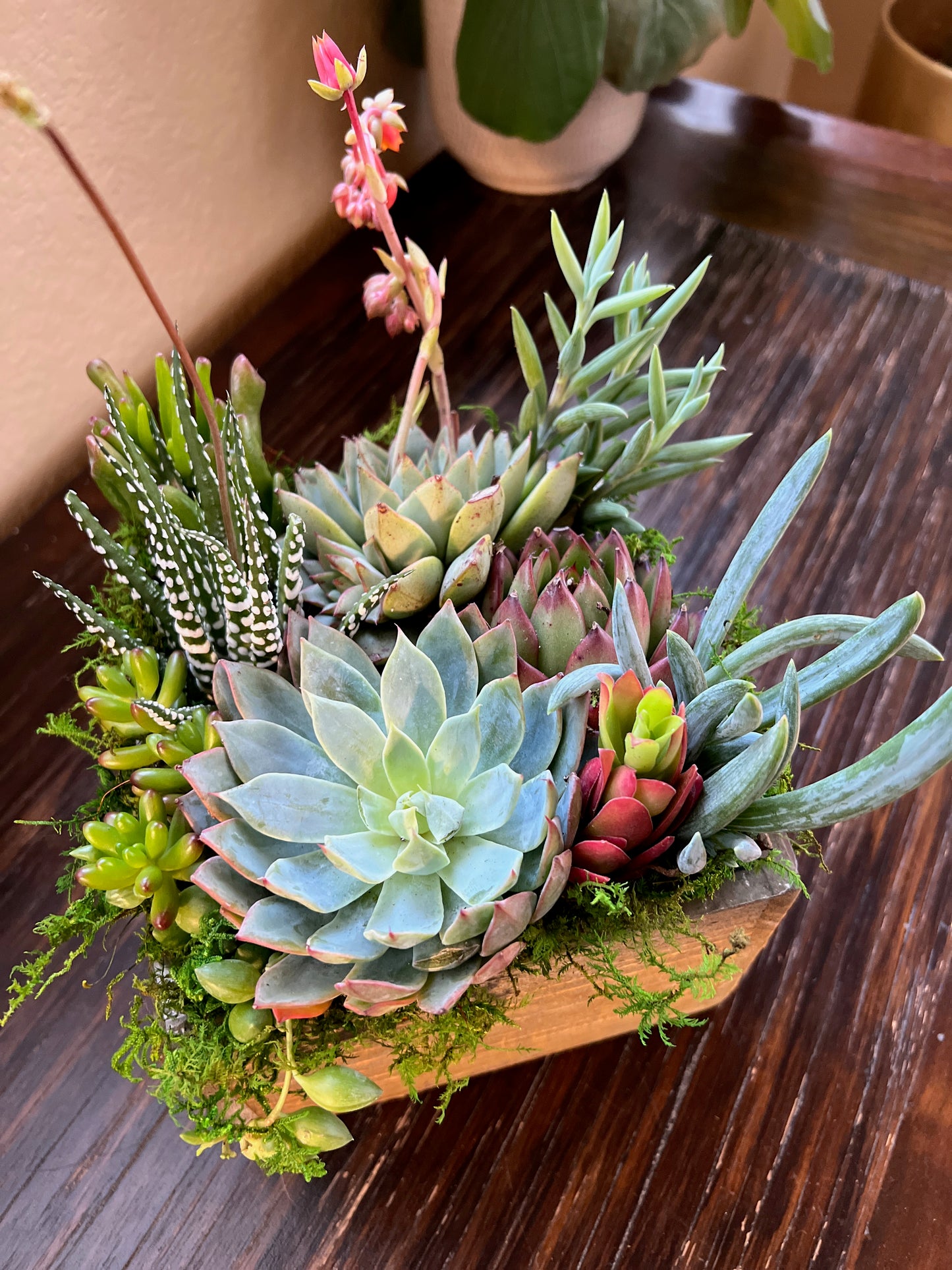 Succulent Sympathy Gift Arrangement with Flag Tag