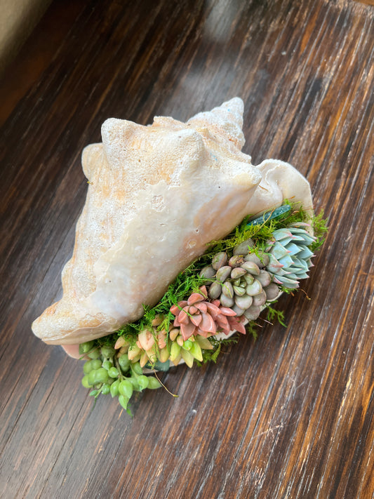 Succulent Conch Shell Arrangement