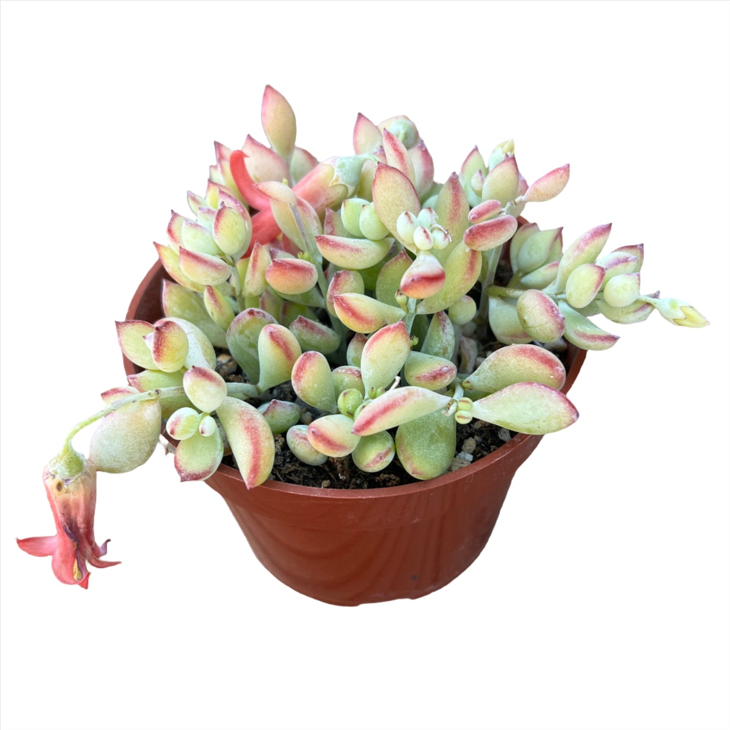 Cotyledon Pendens "Cliff Cotyledon" 4 in Succulent Plant