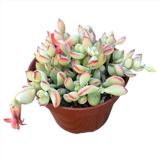 Cotyledon Pendens "Cliff Cotyledon" 4 in Succulent Plant