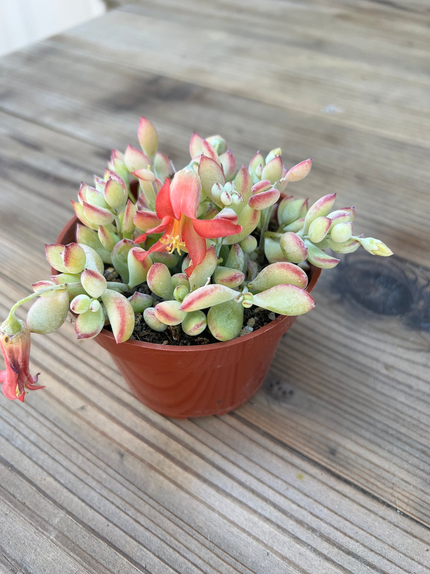 Cotyledon Pendens "Cliff Cotyledon" 4 in Succulent Plant