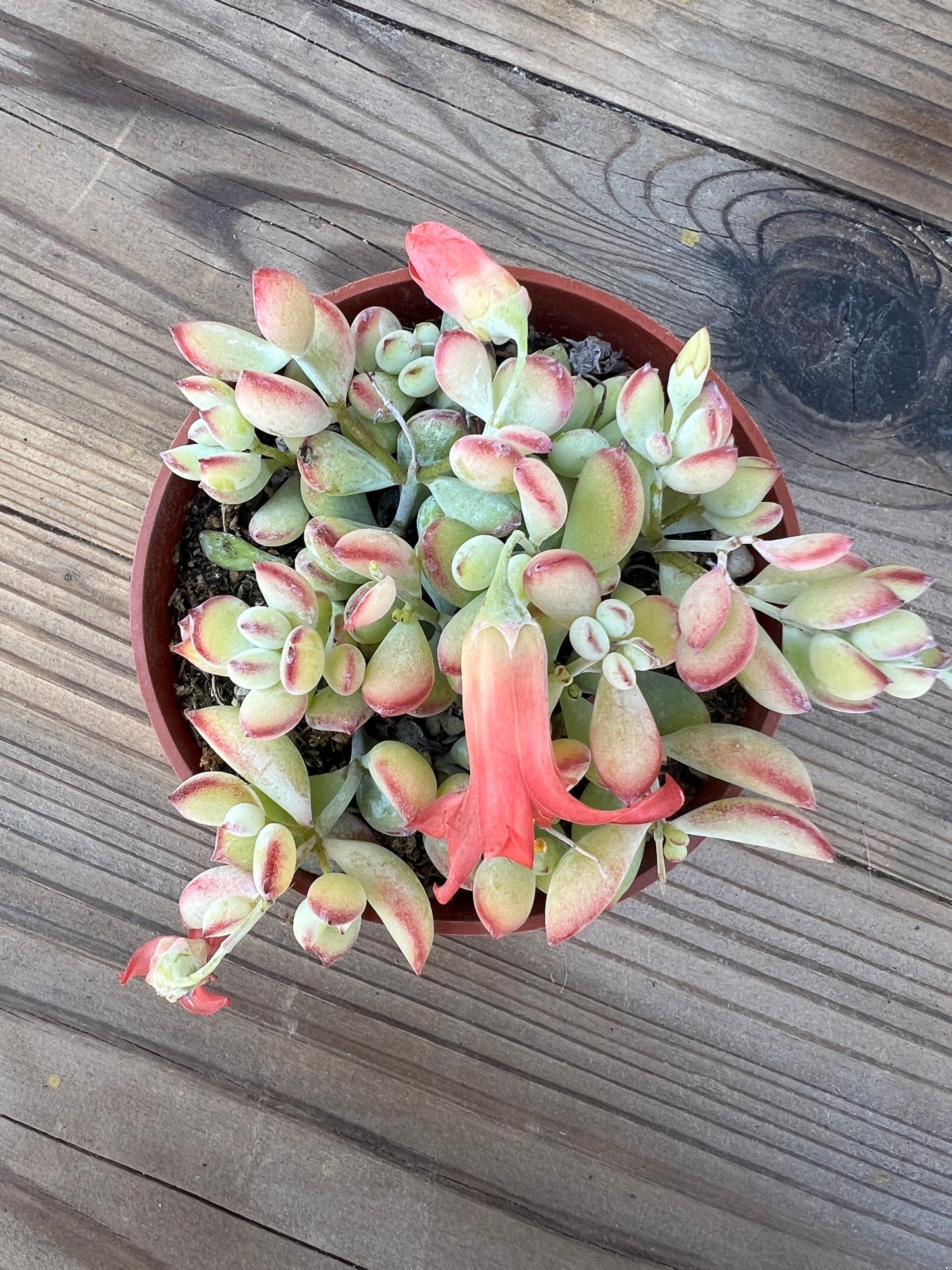 Cotyledon Pendens "Cliff Cotyledon" 4 in Succulent Plant