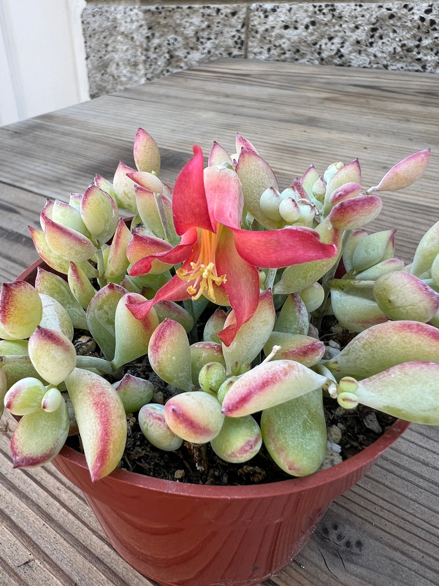 Cotyledon Pendens "Cliff Cotyledon" 4 in Succulent Plant