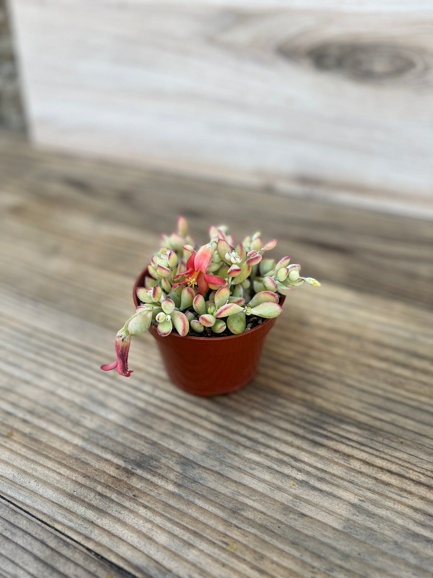 Cotyledon Pendens "Cliff Cotyledon" 4 in Succulent Plant