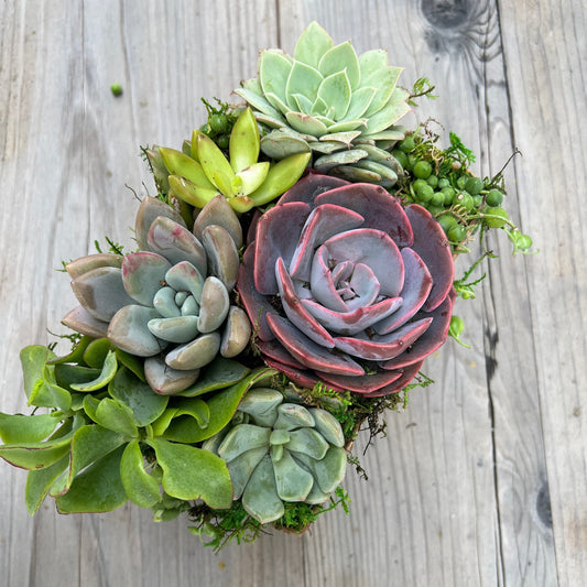 Cutie Box with Flag Tag, Gift Arrangement for Any Occasion