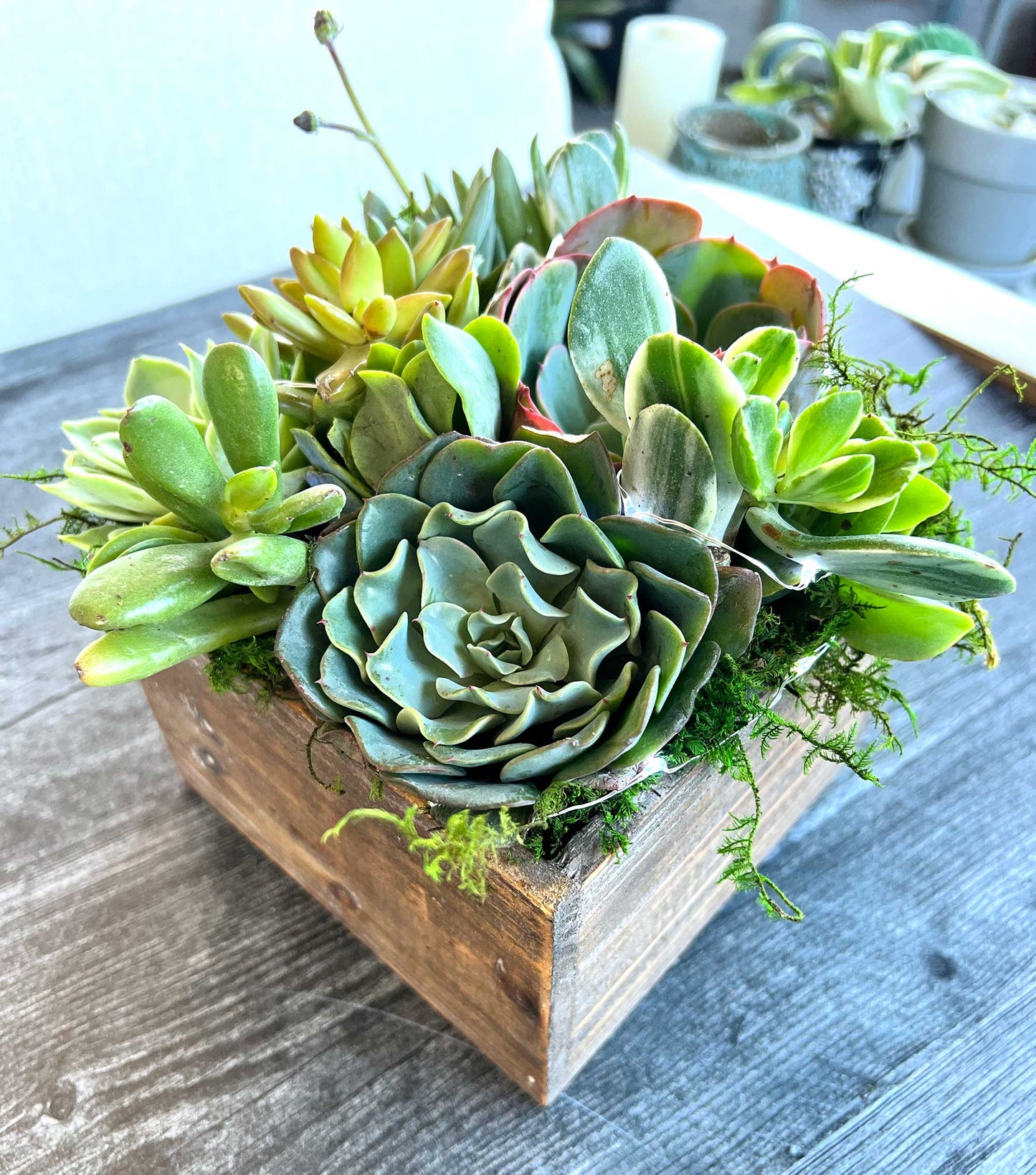 Signature Holiday Succ Box, Christmas Succulent Arrangement with Fairy Lights and Flag Tag, Live Plants for Holiday Gift