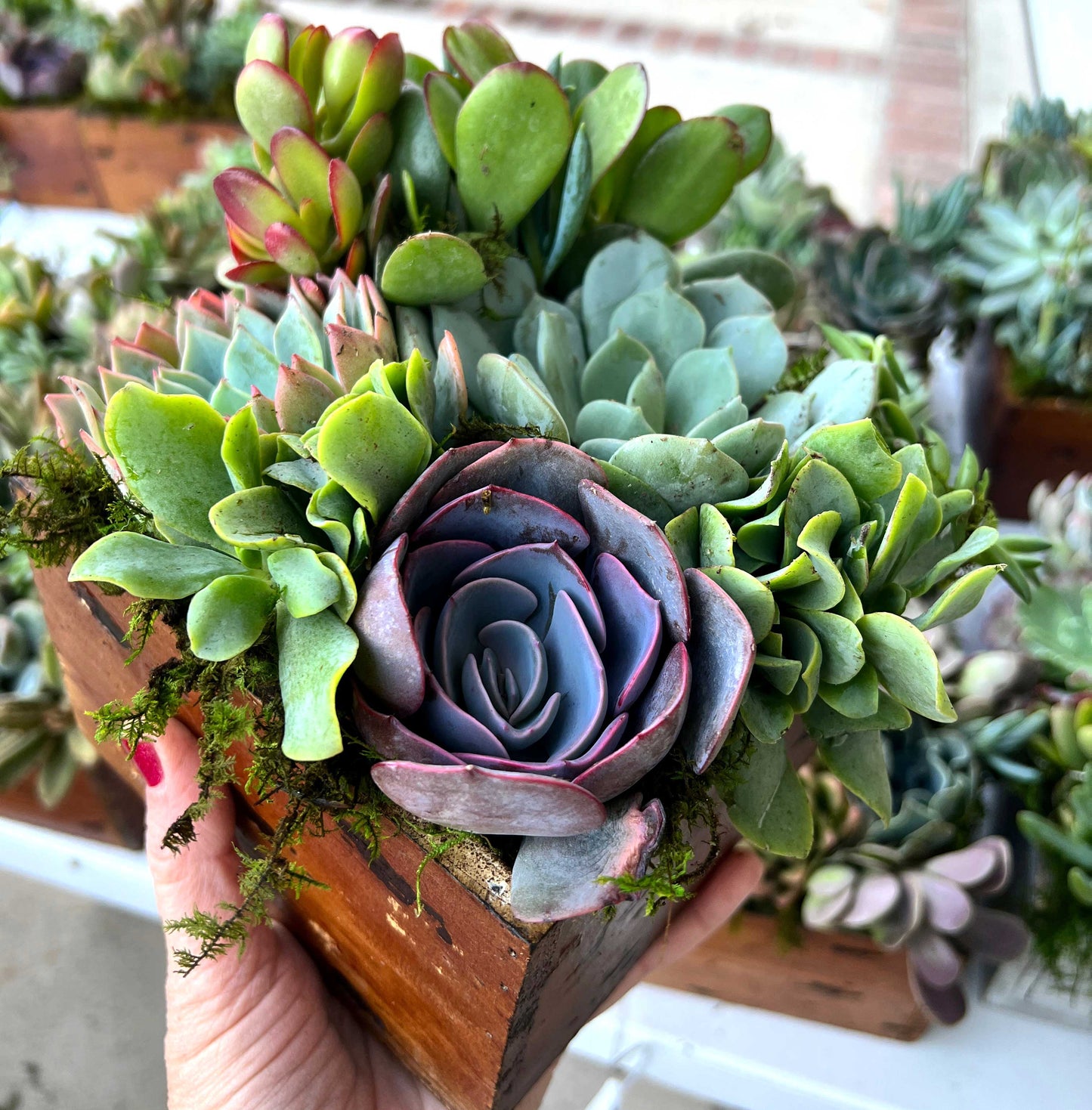 Signature Holiday Succ Box, Christmas Succulent Arrangement with Fairy Lights and Flag Tag, Live Plants for Holiday Gift
