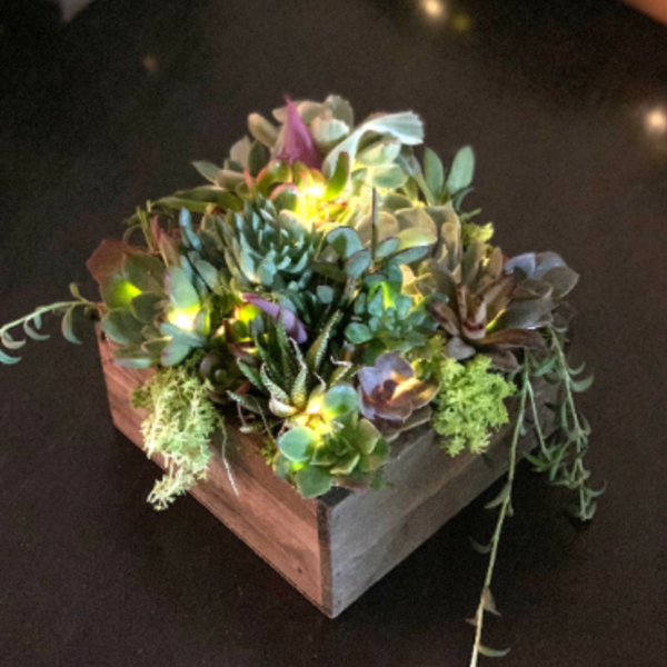 Signature Holiday Succ Box, Christmas Succulent Arrangement with Fairy Lights and Flag Tag, Live Plants for Holiday Gift