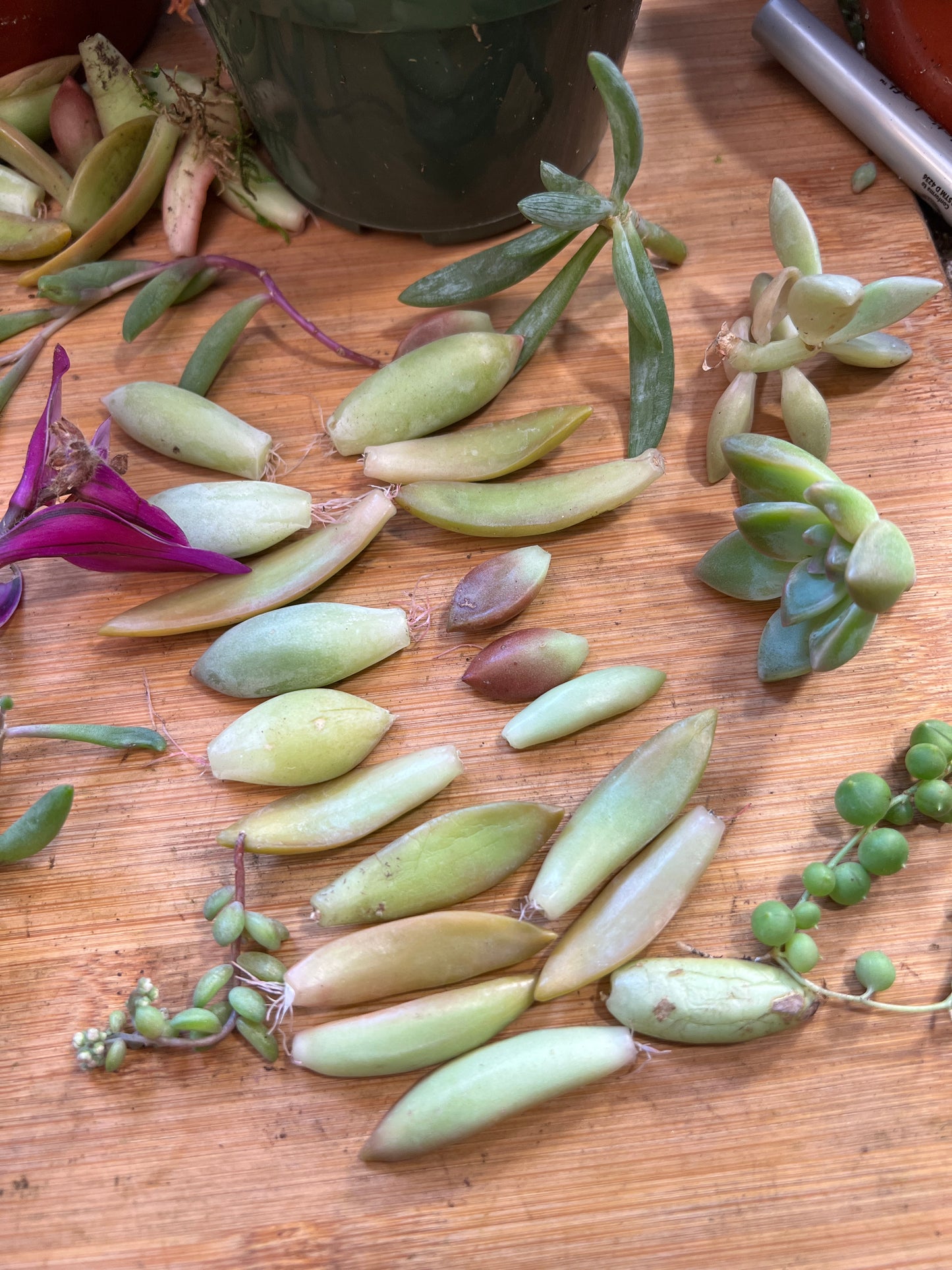 Succulent Leaves Propagation Kit
