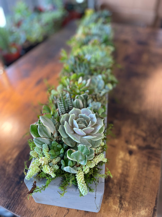Custom Long Succulent Arrangement, Low Profile Succulent Centerpiece, Customized for Gift Giving