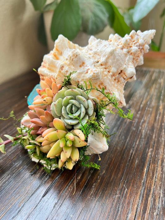 Succulent Shell Arrangement, Shell Succulent Gift