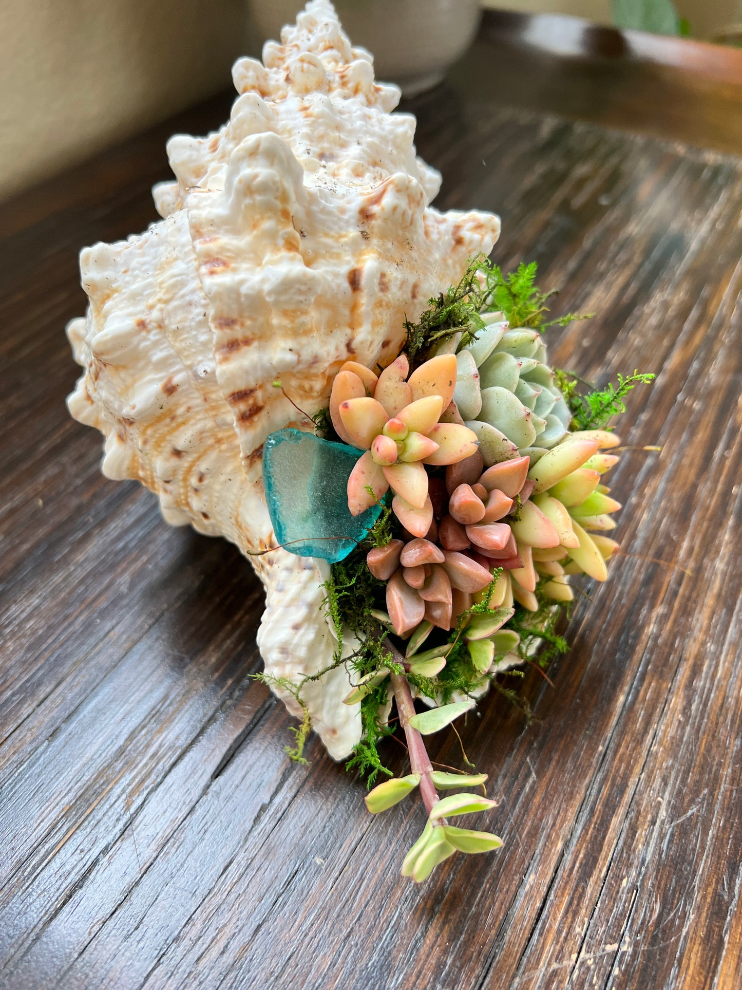 Succulent Shell Arrangement, Shell Succulent Gift
