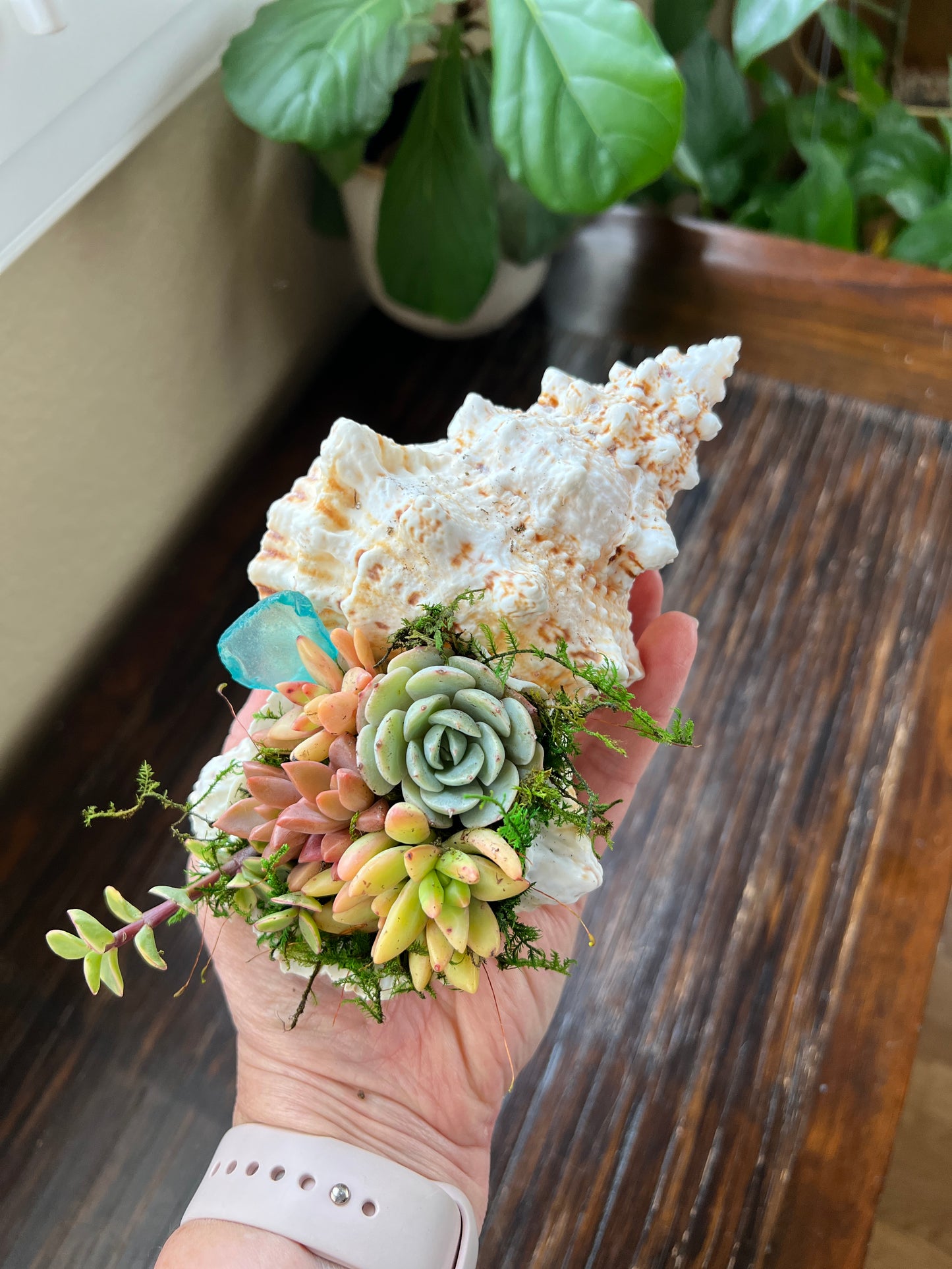 Succulent Shell Arrangement, Shell Succulent Gift