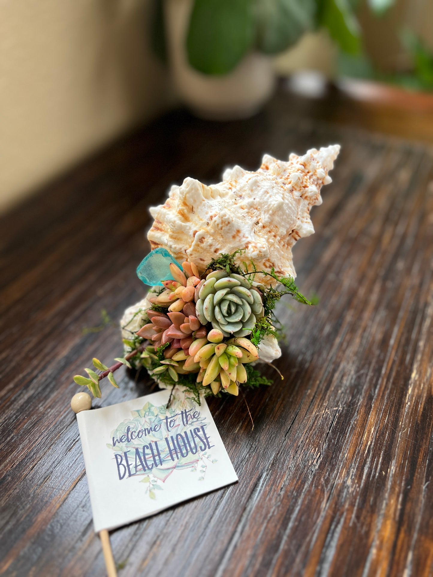 Succulent Shell Arrangement, Shell Succulent Gift