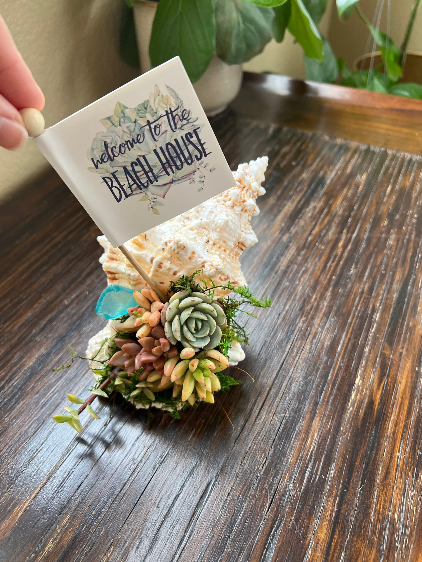 Succulent Shell Arrangement, Shell Succulent Gift