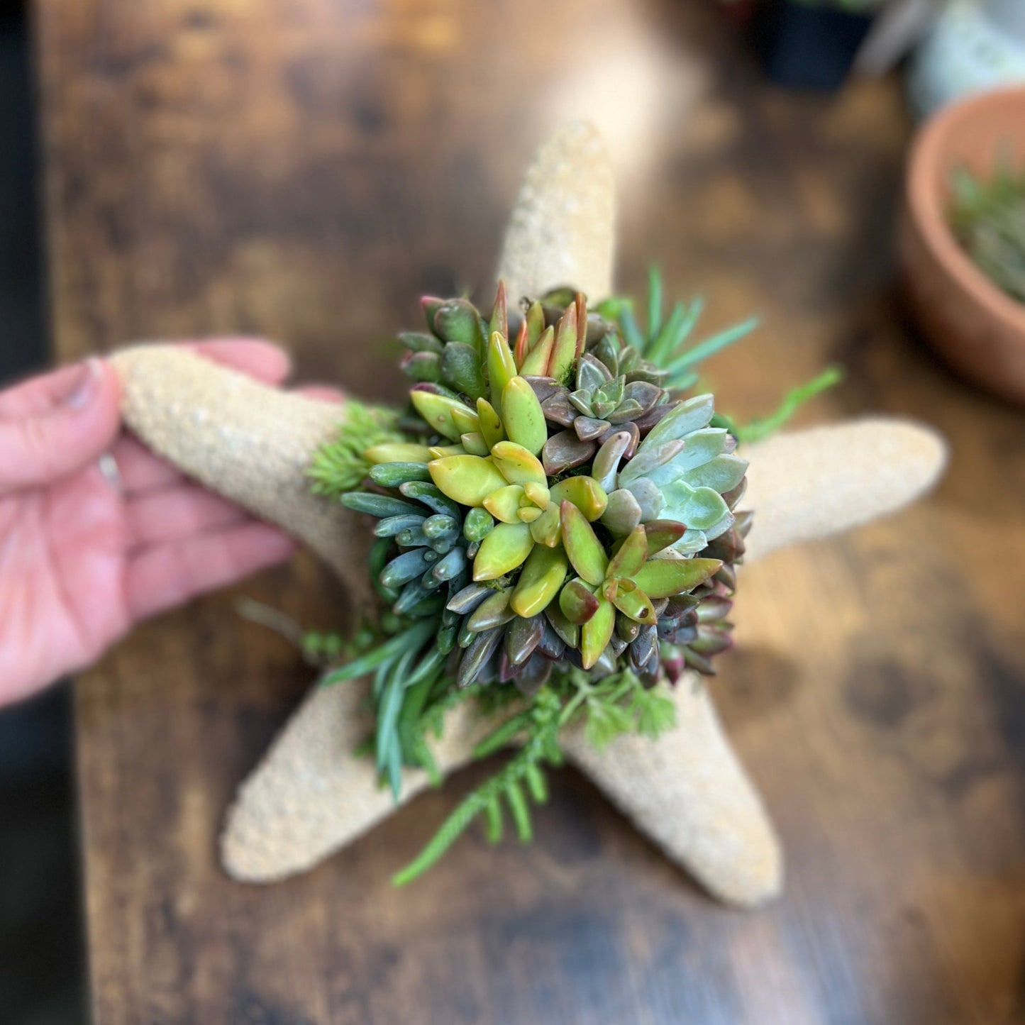 Succulent Starfish Arrangements