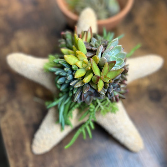 Succulent Starfish Arrangements