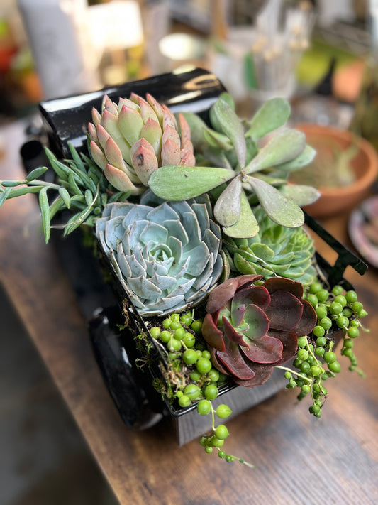 Large Succulent Truck