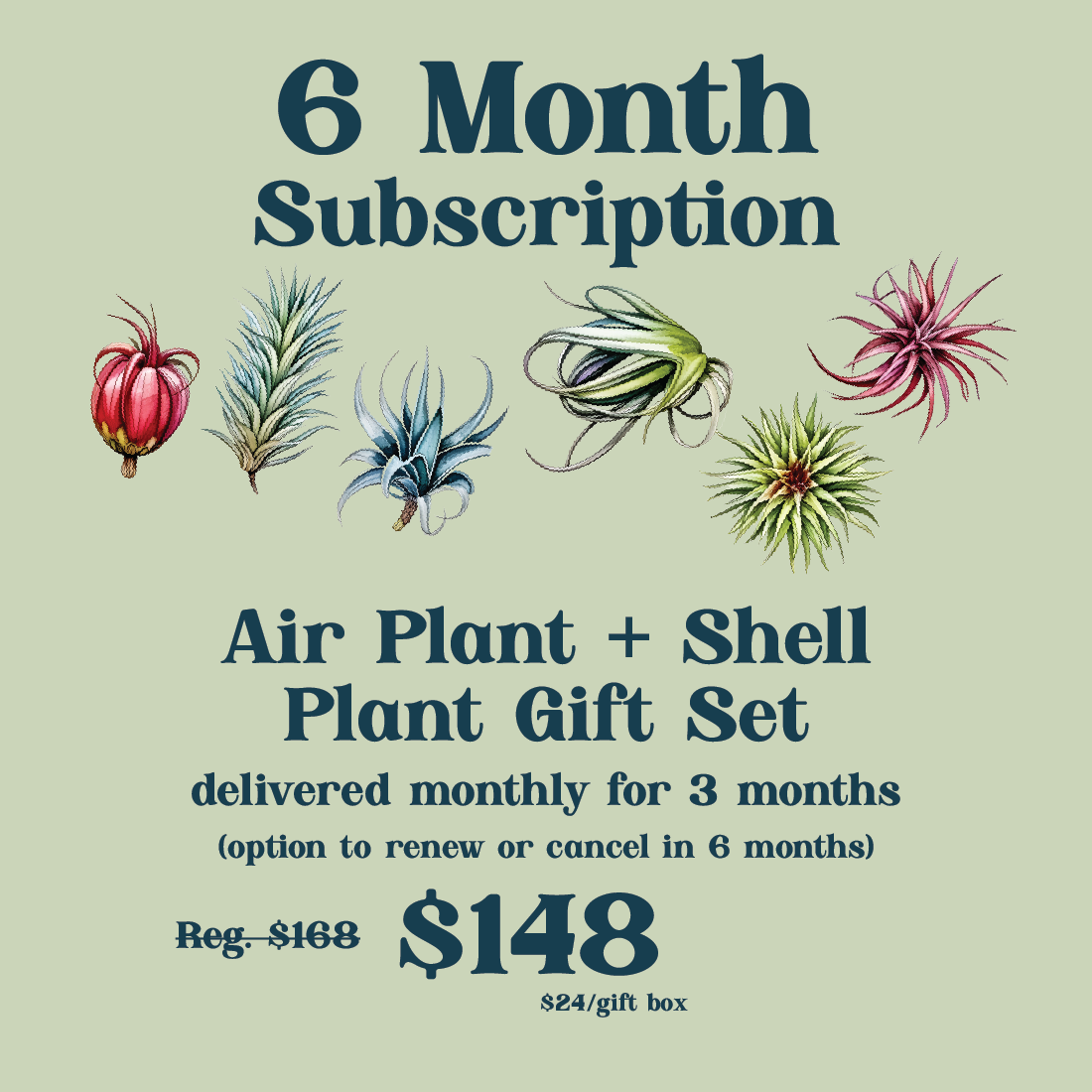 Tillandsia Air Plant + Shell Gift Set