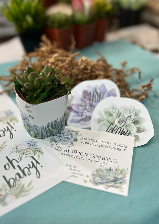 Succulent Gift Package, Virtual Party Favor Box