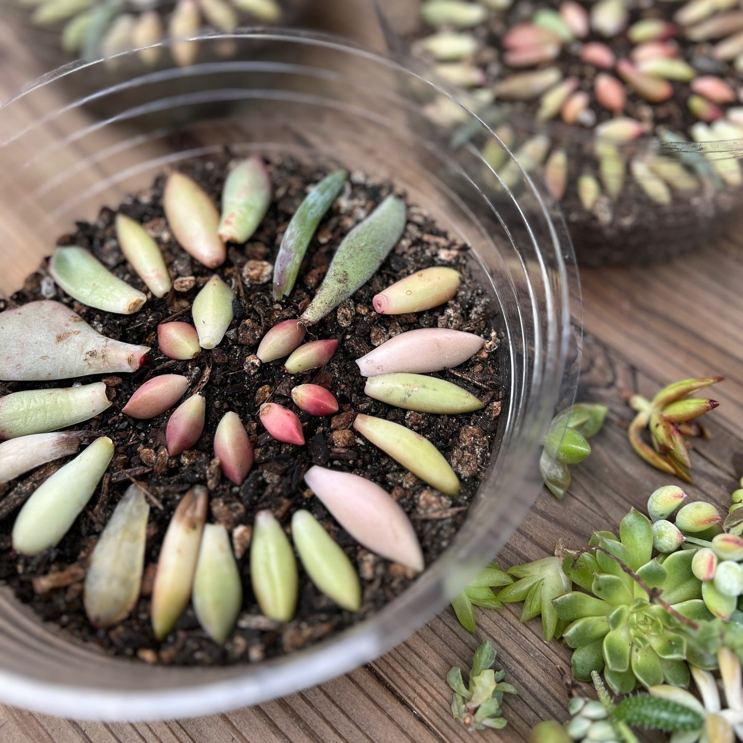 Succulent Leaves Propagation Kit
