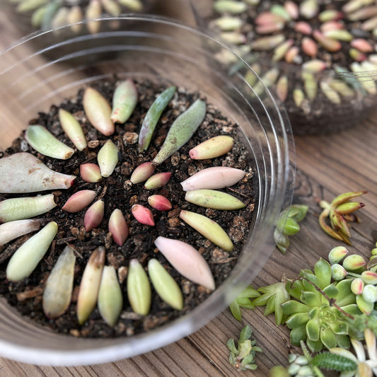 Succulent Leaves Propagation Kit