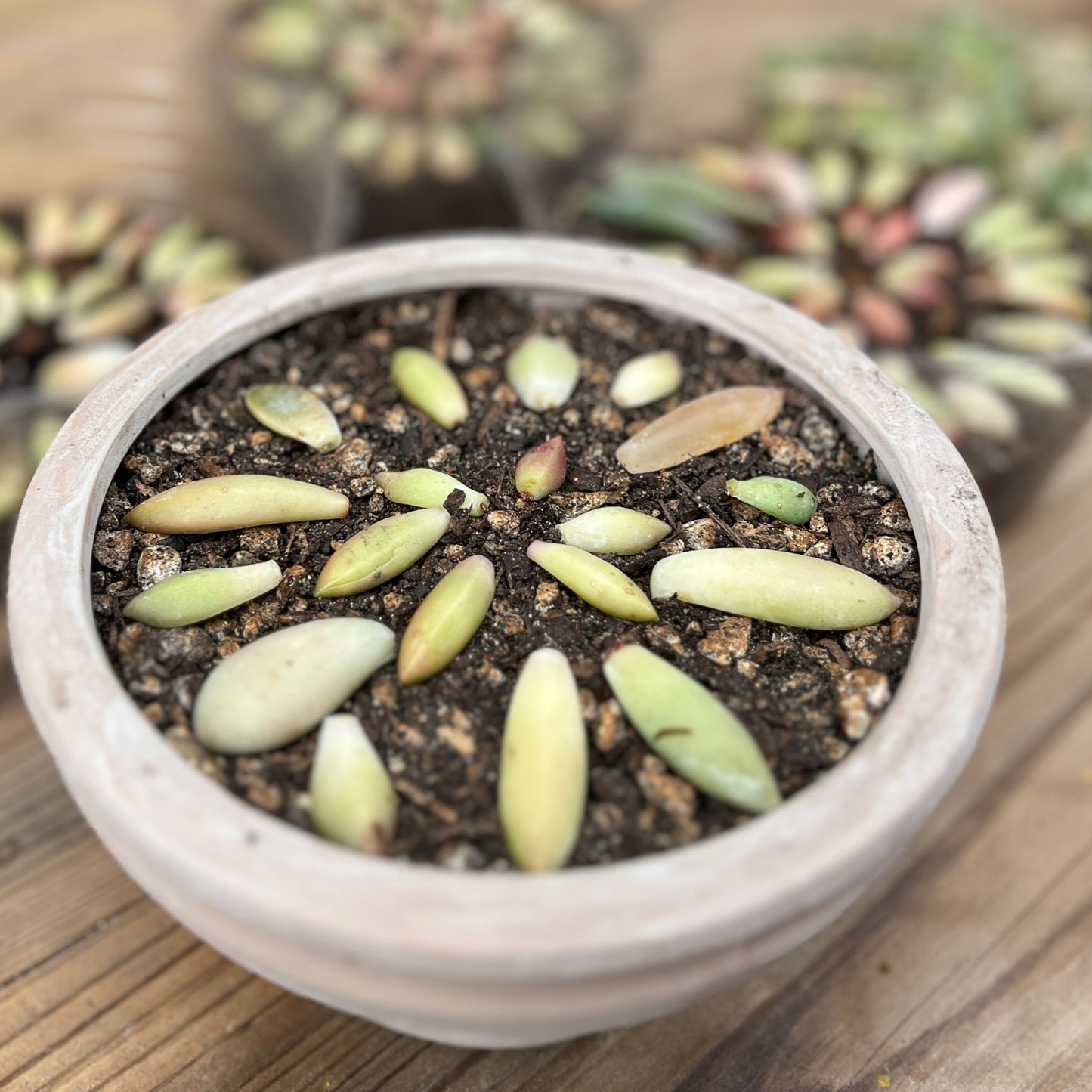 Succulent Leaves Propagation Kit