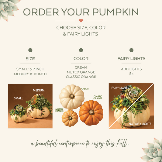 Real Succulent Pumpkin Arrangement Fall Centerpiece