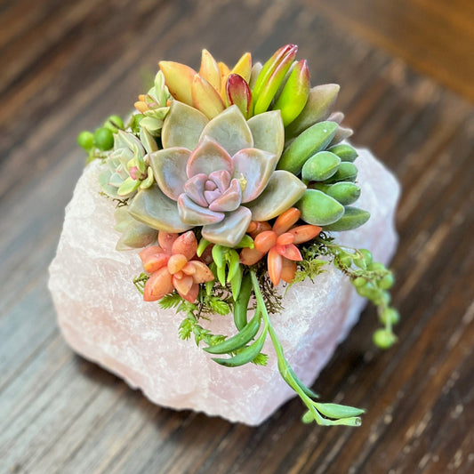Rose Quartz Mini Succulent Garden Gift