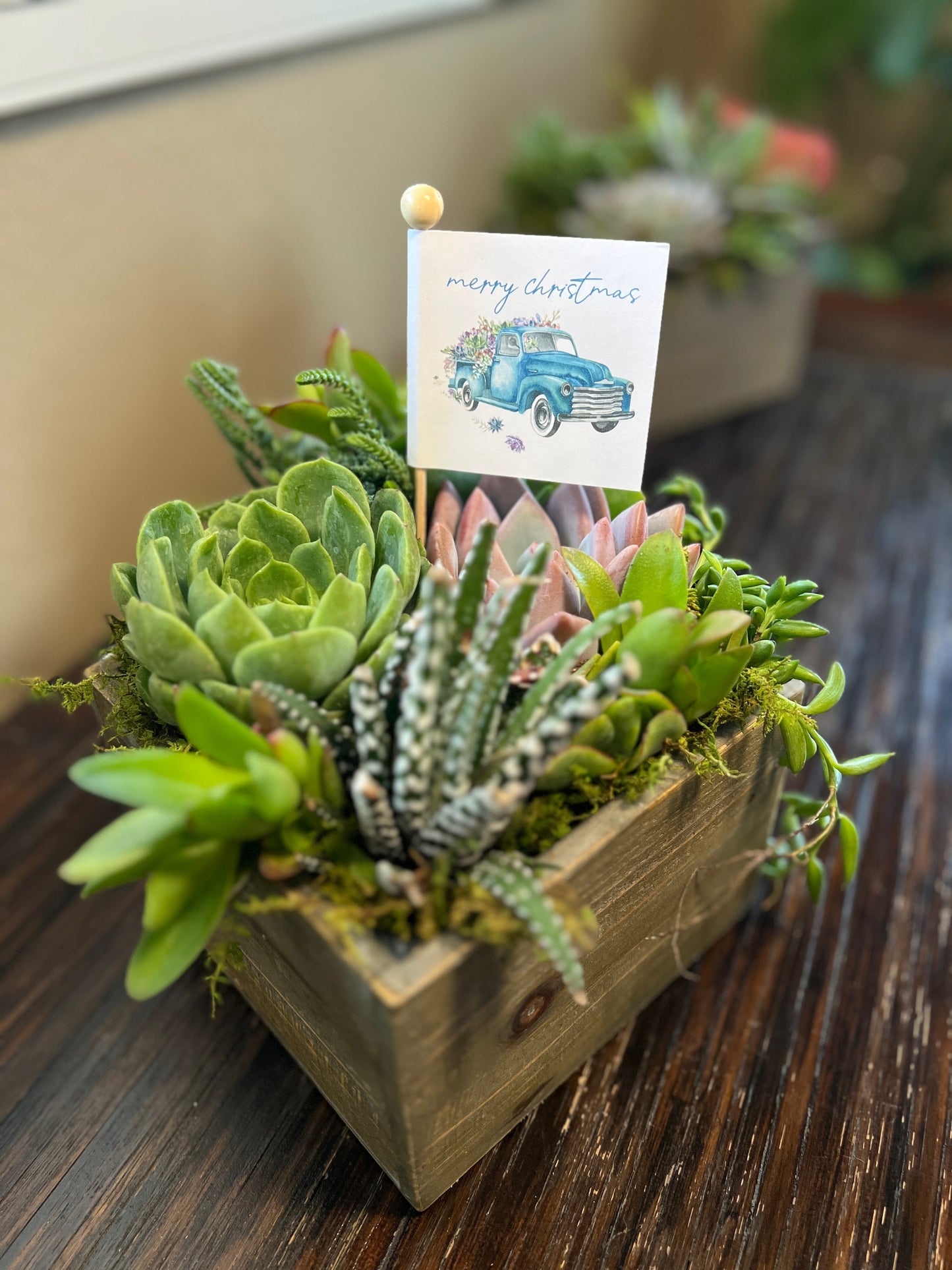 Mini Succulent Garden with Flag Tag, Live Succulents for Any Occasion