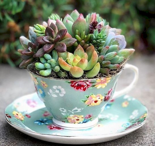 Tea Cup Succulent Arrangement