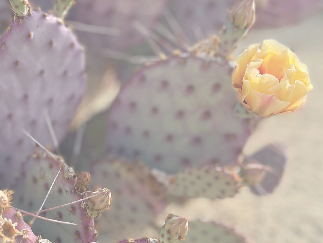Succulent Photo Note Cards, set of 6 A2 size