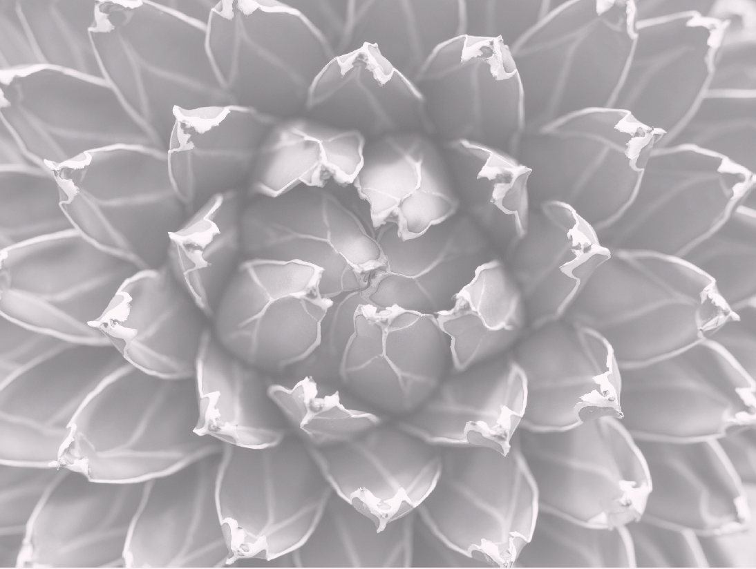 Succulent Photo Note Cards, set of 6 A2 size