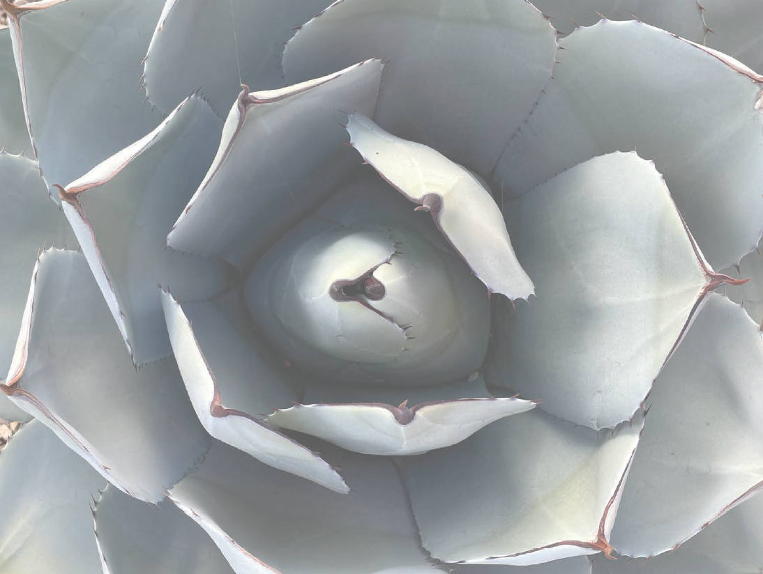 Succulent Photo Note Cards, set of 6 A2 size