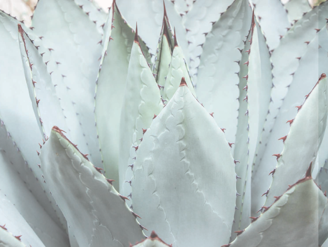 Succulent Photo Note Cards, set of 6 A2 size