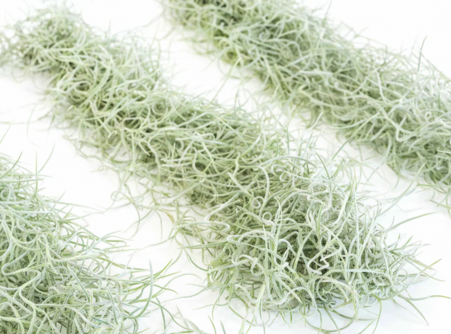 Living Spanish Moss Clump, Usneoides Air Plant