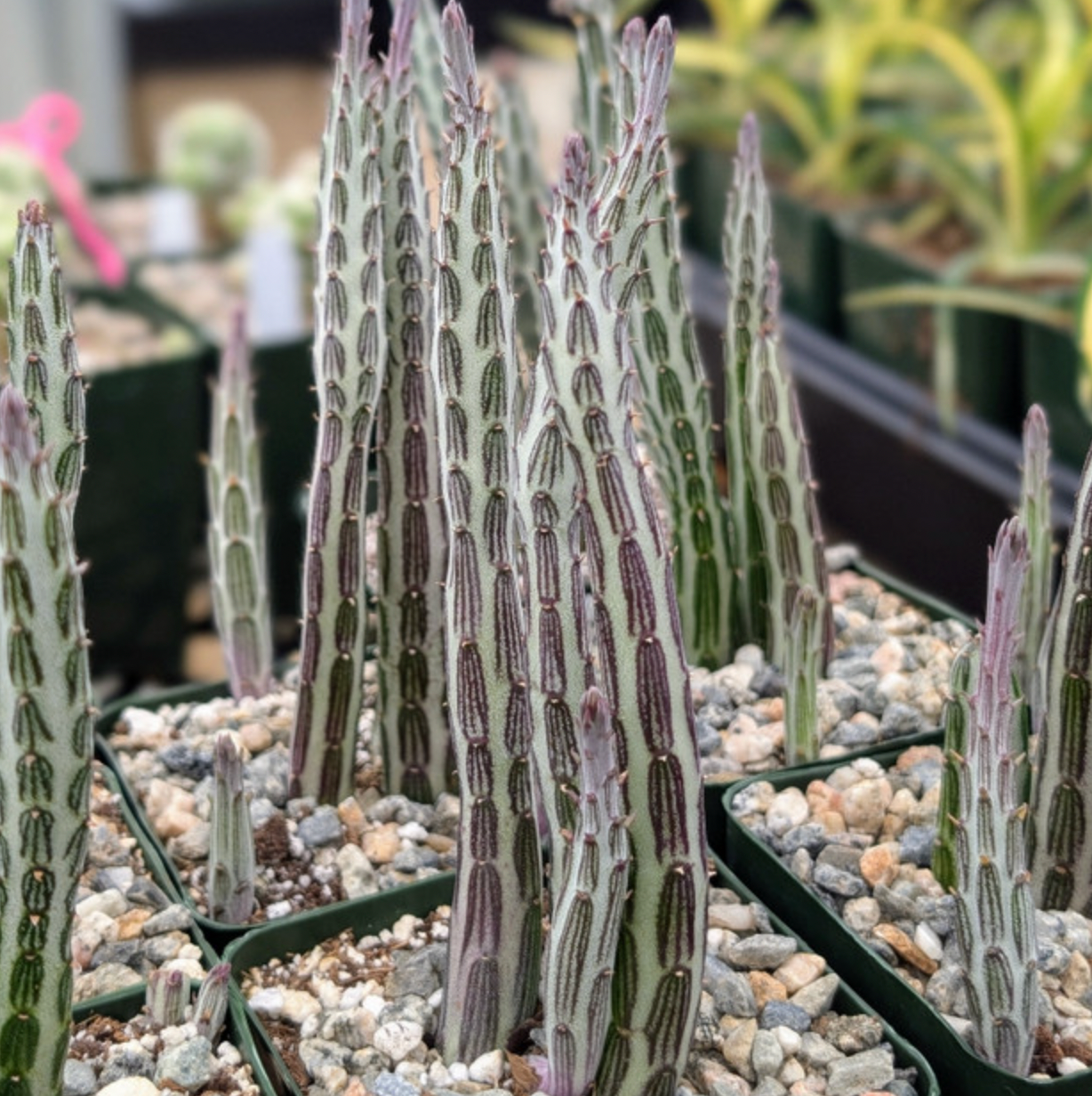 Candle Stick Cactus, Pickle Cactus (Senecio stapeliiformis)