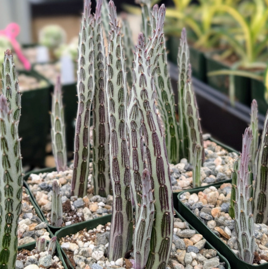 Candle Stick Cactus, Pickle Cactus (Senecio stapeliiformis)