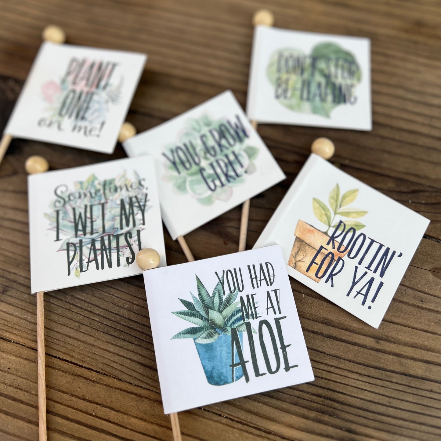 Succulent Plant with Funny Pun Tag, 2 inch Succulent