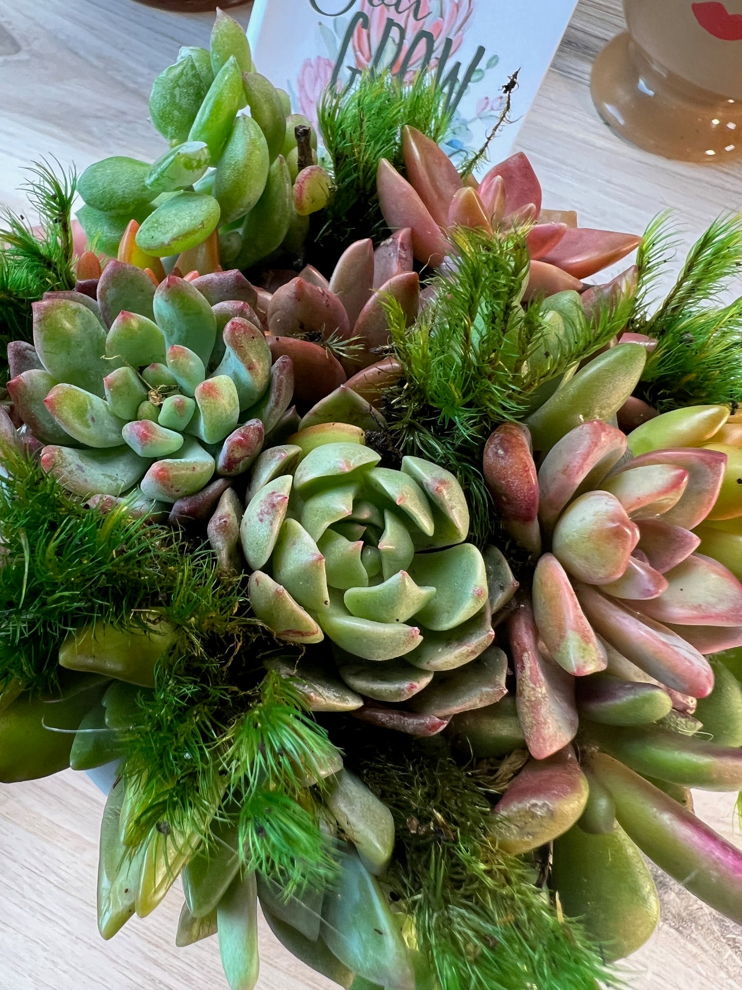 You Grow Girl Succulent Arrangement