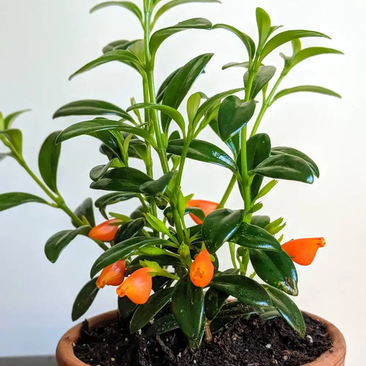 Goldfish Plant, Nemetanthus Candy Corn Plant, Brazilian Firecracker